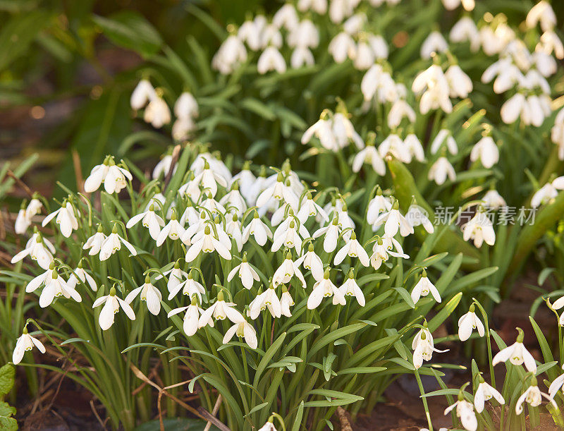 常见的雪花莲- Galanthus nivalis